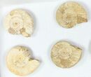 Lot: Perisphinctes Ammonite Fossils - Pieces #77172-1